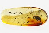 Fossil Broad-Nosed Weevil (Paonaupactus) In Baltic Amber - Rare! #294306-1